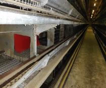 used layer cages