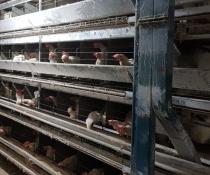 Used meller cages