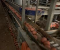 used big dutchman cages