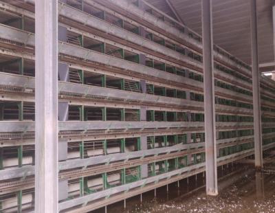 used zucami layer cages