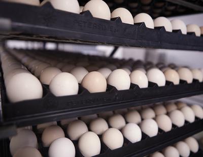 Ross 308 hatching eggs fertilized