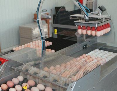 automatic egg transfer system
